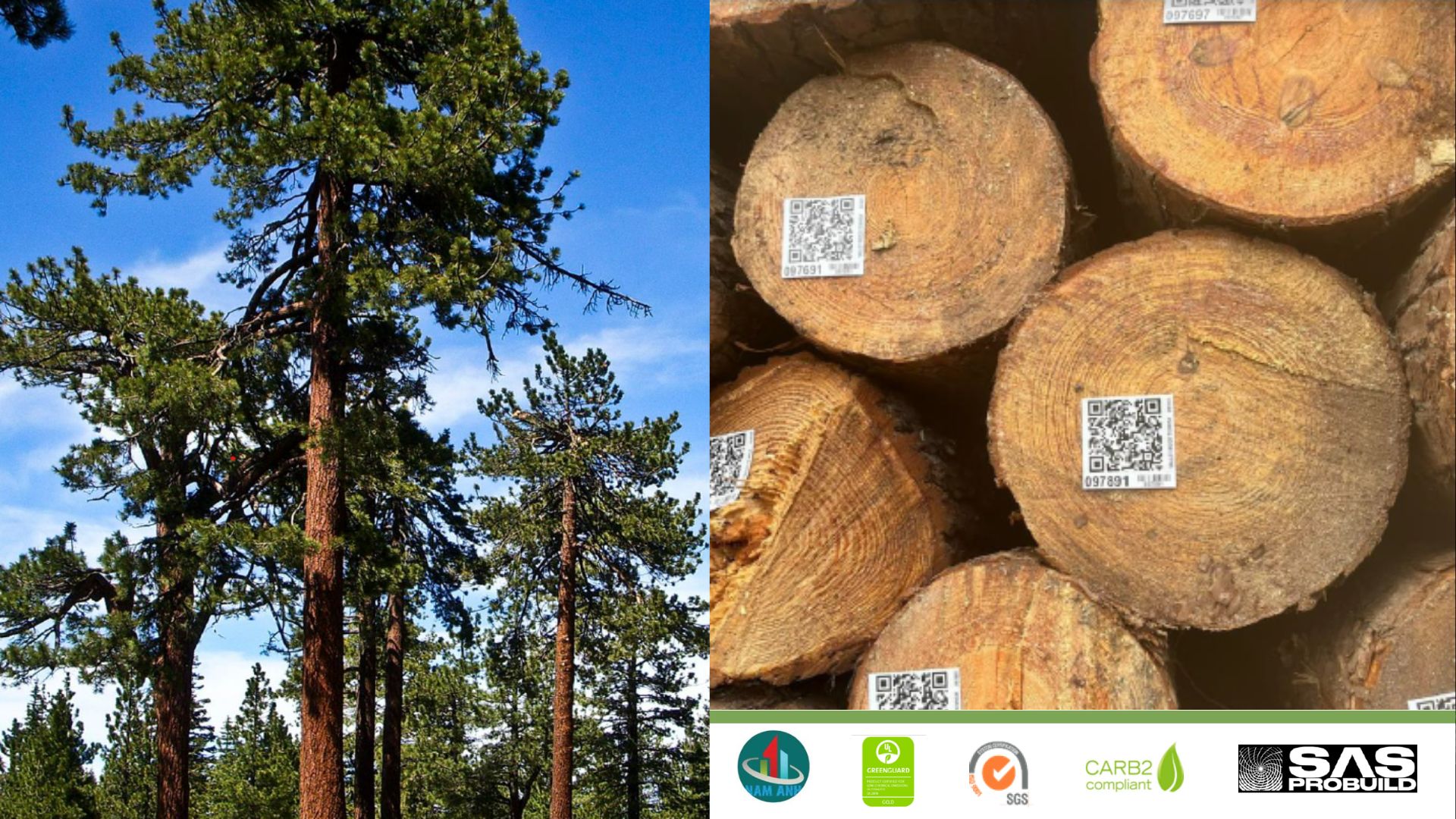 American Southern Yellow Pine